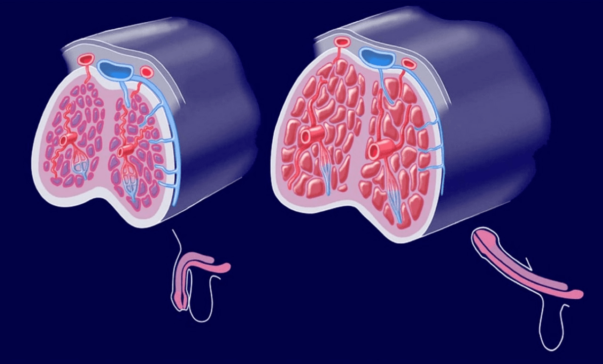 estrutura interna do pene