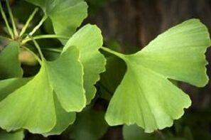 Ginkgo biloba follas para o crecemento do pene
